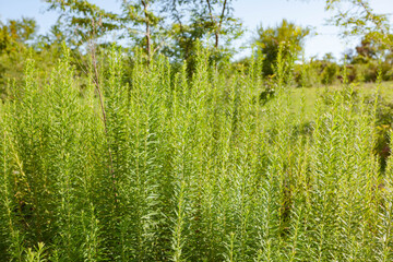 High green grass with blurry background, used as a background or texture, soft focus