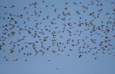 Flock of pintails flying with back of blue sky
