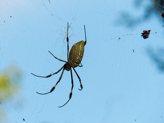 ARAÑAS DE TAXCO EN EL CAMPO