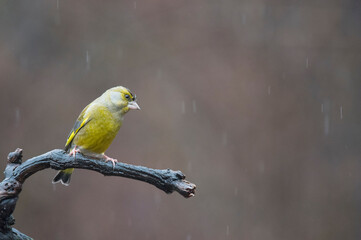 European greenfinch (Chloris chloris) in the italian apennines, Italy.