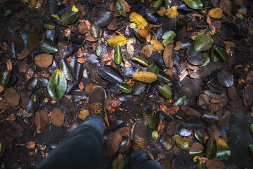 shoes of a person passing through a forest amid many leaves.