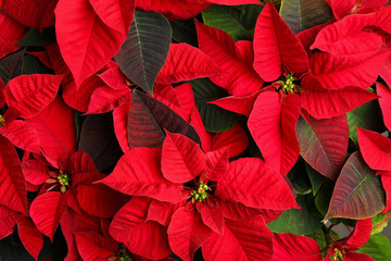 Red Poinsettia as background, closeup. Christmas traditional flower