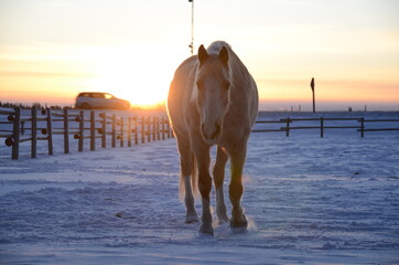 Horse walking towards camera with the sun at its back