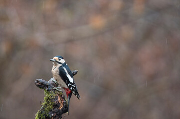 Great spotted woodpecker (Dendrocopos major), Italy.