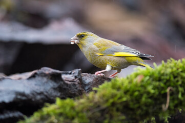 European greenfinch (Chloris chloris) in the italian apennines, Italy.