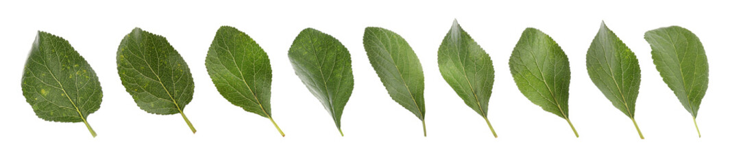 Set of green plum leaves on white background, banner design