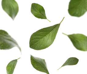Naklejka premium Green plum leaves falling on white background