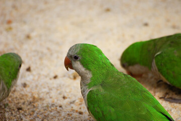 Close-up of three parrots eating birdseed on the ground.