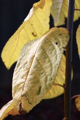 Autumn 