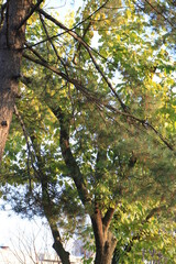 Fototapeta premium forest tree