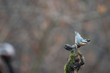 Eurasian nuthatch (Sitta europaea), Italy.