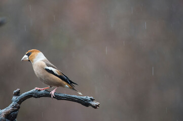 Hawfinch (Coccothraustes coccothraustes) in the Apennine mountains, Italy.