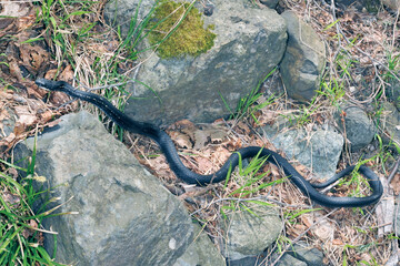 黒化型のシマヘビ（北海道・知床）
