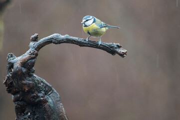 Eurasian blue tit (Cyanistes caeruleus) in winter, Italy.