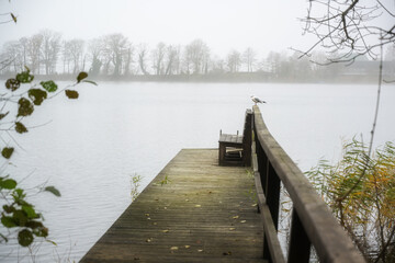 Obraz premium Wooden jetty at the lake with a seagull on a gray misty autumn day, copy space