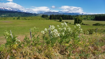 Campo verde con montañas y pinos