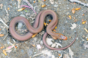 ジムグリの幼蛇（北海道・知床）

