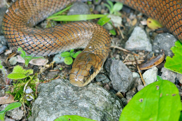 ジムグリの頭部（北海道・知床）
