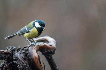 Great tit (Parus major) in winter in the apennines, Italy