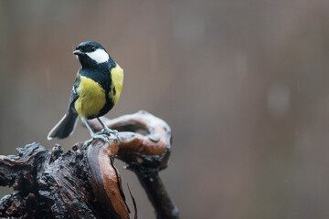 Great tit (Parus major) in winter in the apennines, Italy