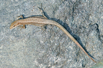 ニホンカナヘビの成体（北海道・知床）
