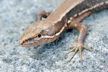 ニホンカナヘビの頭部（北海道・知床）
