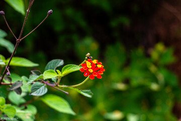 FLORES COLORES BARIADOS