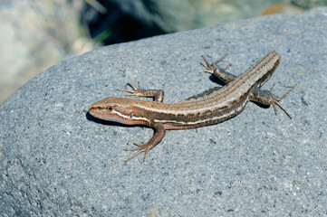 尾の切れたニホンカナヘビ（北海道・知床）
