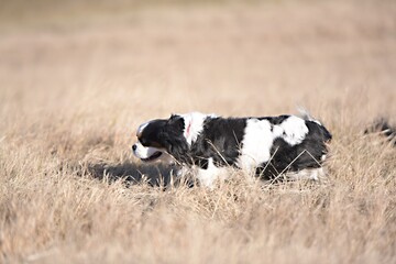 cavalier king charles spaniel in grass