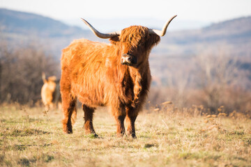 Beautiful horned Highland Cattle