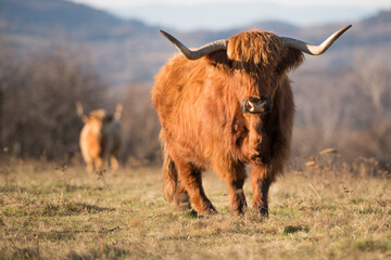 Beautiful horned Highland Cattle