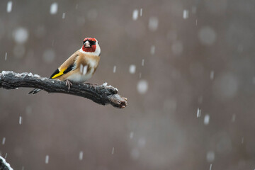 European goldfinch (Carduelis carduelis), Italy.