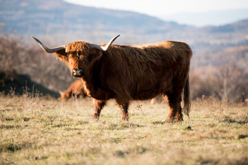 Beautiful horned Highland Cattle