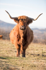 Beautiful horned Highland Cattle