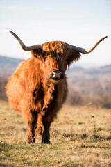 Beautiful horned Highland Cattle