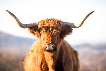 Beautiful horned Highland Cattle