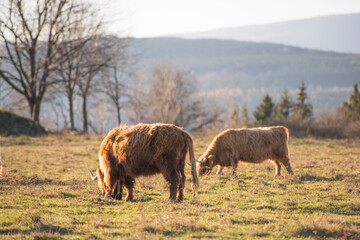 Beautiful horned Highland Cattle