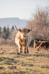 Beautiful horned Highland Cattle