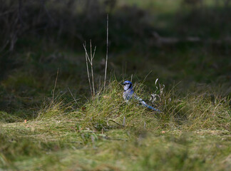 Blue Jay Hiding in Grass in Fall