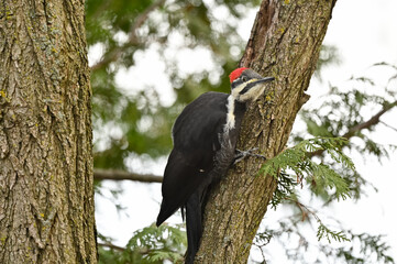 Male Pileated Woodpecker on Tree Trunk on White Background in Fall, Isolated