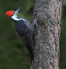 Female Pileated Woodpecker on Tree Trunk on Green Background in Fall