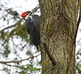 Male Pileated Woodpecker on Tree Trunk on White Background in Fall, Isolated