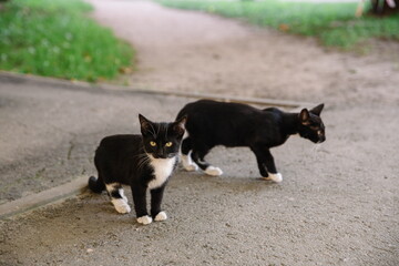 Two cute black and white kittens on the street near the house, homeless animals.