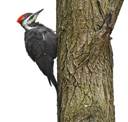 Male Pileated Woodpecker on Tree Trunk on White Background in Fall, Isolated