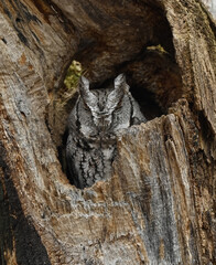 Eastern Screech Owl Sleeping in a Tree Hole 