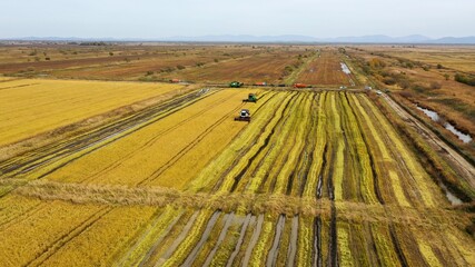 Autumn harvesting on rice fields
