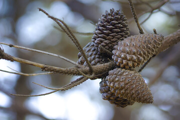 Close-up of pineapples on a tree.