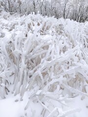 Frozen plants on a snowy 