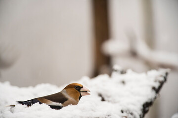 Hawfinch (Coccothraustes coccothraustes) in the Apennine mountains, Italy.