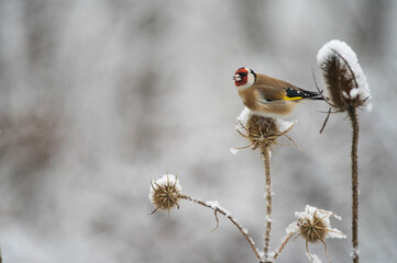 European goldfinch (Carduelis carduelis), Italy.